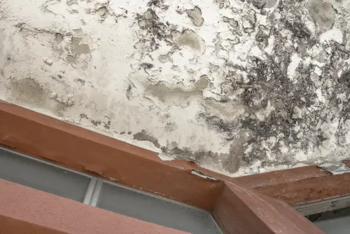 Mold-Damage-Repair--in-Glendale-Arizona-mold-damage-repair-glendale-arizona.jpg-image